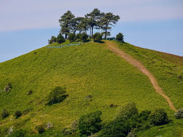 Conical Colmer's Hill topped with pine trees above fields at Symondsbury near Bridport