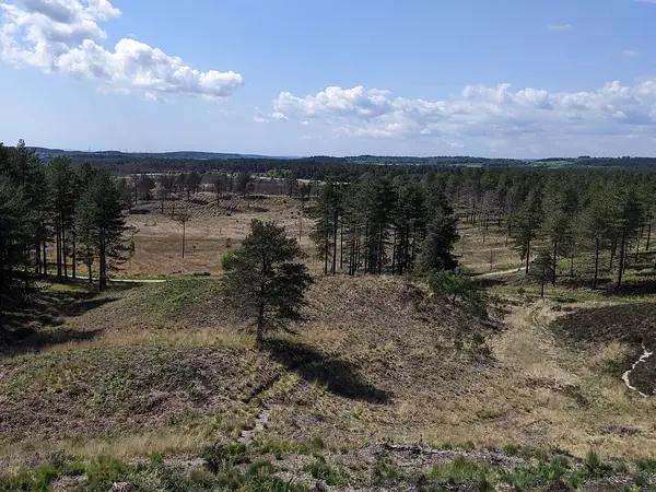 Open heathland and scattered pines in Wareham Forest, Dorset