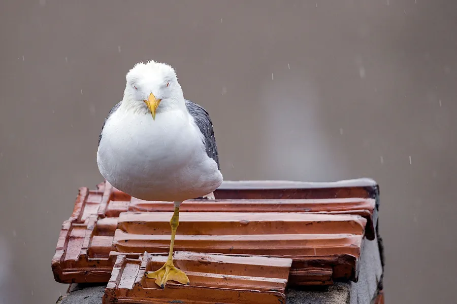 Gull standing on a stack of interlocking clay roof tiles in the rain