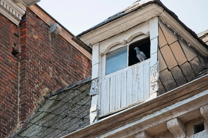 Weathered timber dormer with peeling paint, worn slate cheeks and a mossy slate roof beside a brick gable